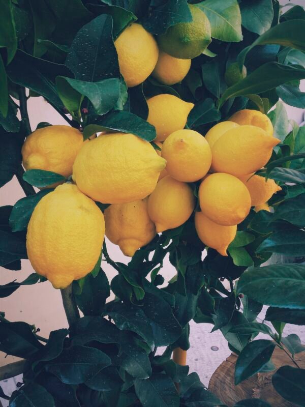 Lemon tree. lemon essential oil